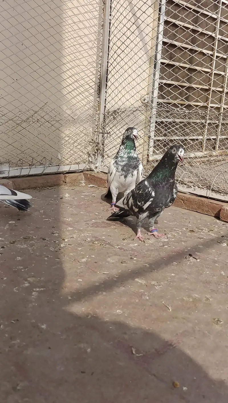 Qasoori jora for sale. contact whatsapp — photo 2