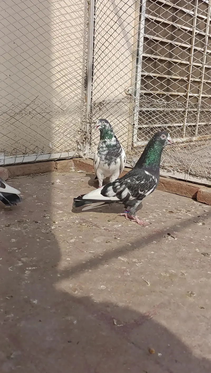 Qasoori jora for sale. contact whatsapp — photo 3