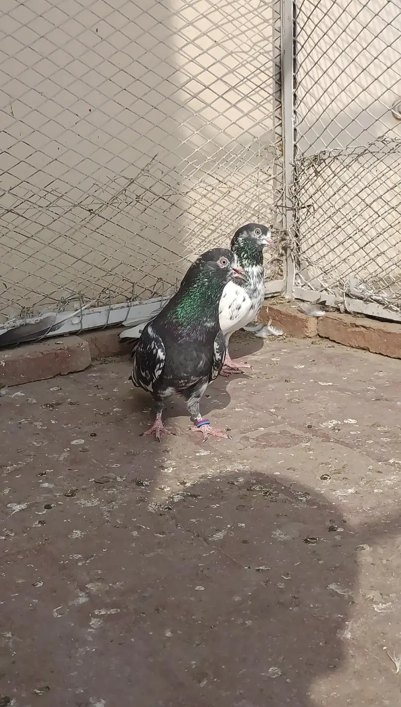 Qasoori jora for sale. contact whatsapp — photo 4