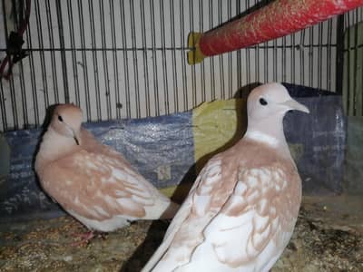 Dove Pair of sale
