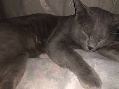 American Short Hair Grey Male Full Trained Cat