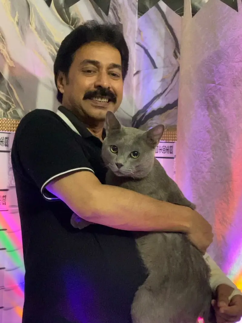 American Short Hair Grey Male Full Trained Cat — photo 2