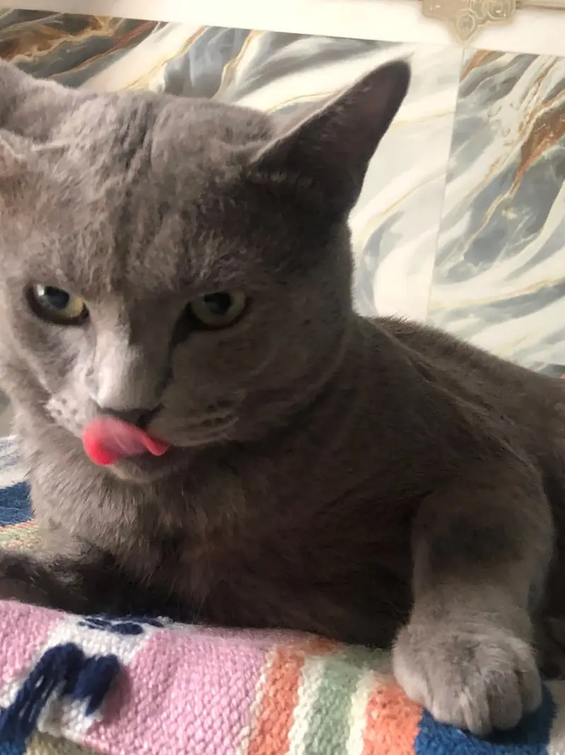 American Short Hair Grey Male Full Trained Cat — photo 3
