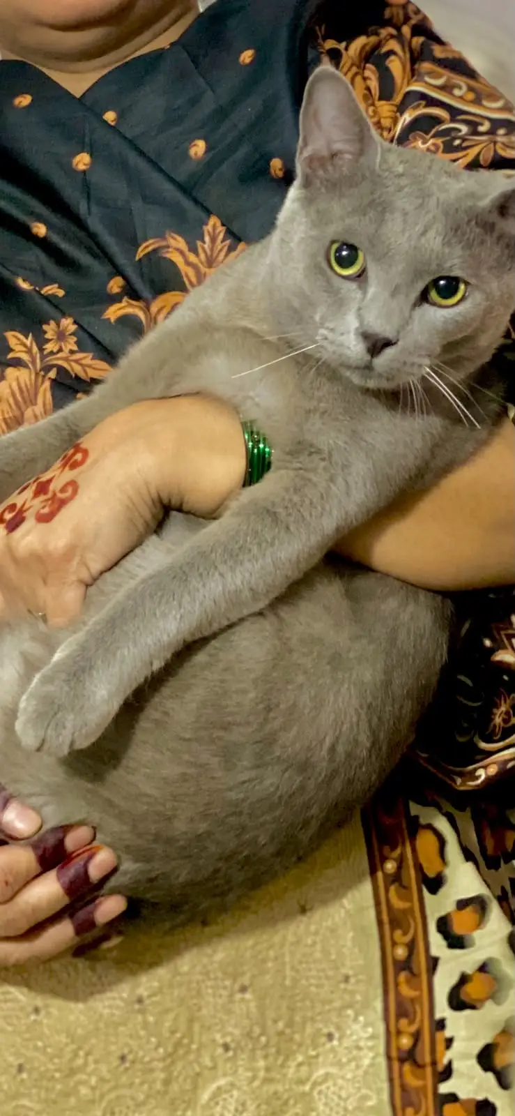 American Short Hair Grey Male Full Trained Cat — photo 4