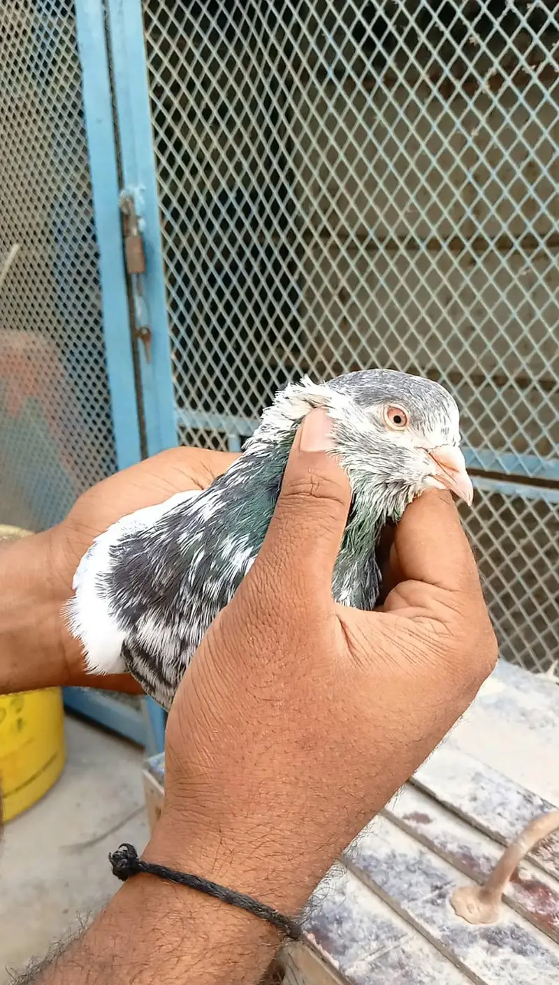 kamangar orignal — photo 2