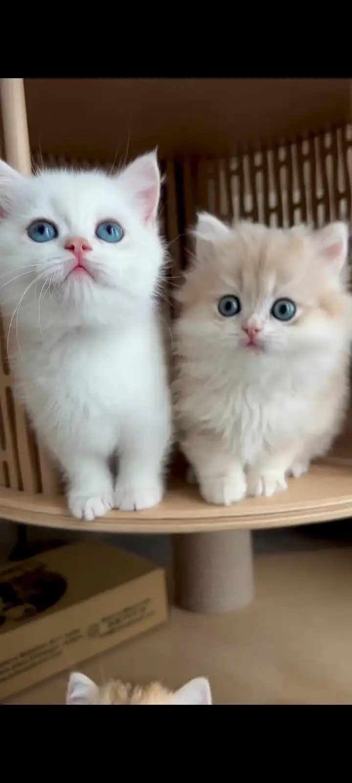 Persian kittens | triple coat | fluffy |  Whatsap 0320//56065//57 — photo 4