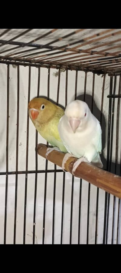Albino red Eye & pastel ino/splitino