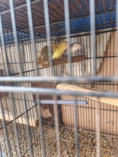 love 3 Rs 5000 and Australia pair Adult 1200