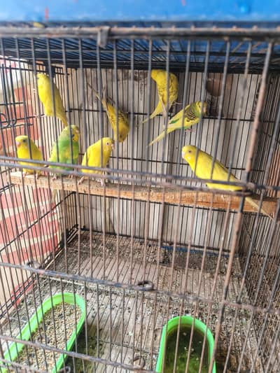 Australia pair Adult 1200