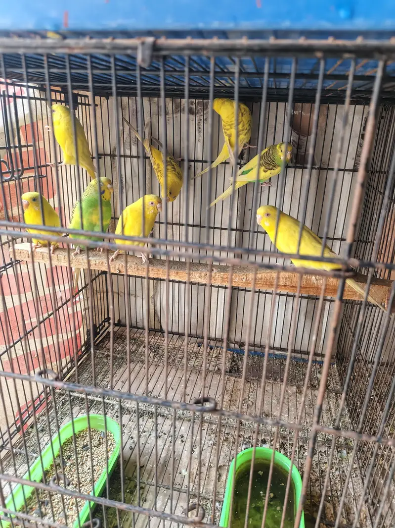 love 3 Rs 5000 and Australia pair Adult 1200 — photo 2
