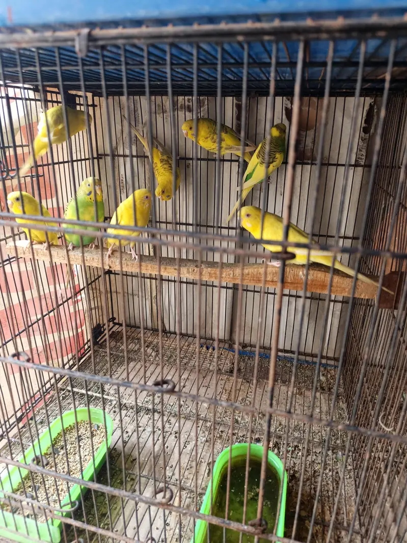 love 3 Rs 5000 and Australia pair Adult 1200 — photo 3