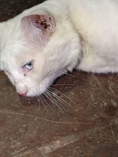 white cat