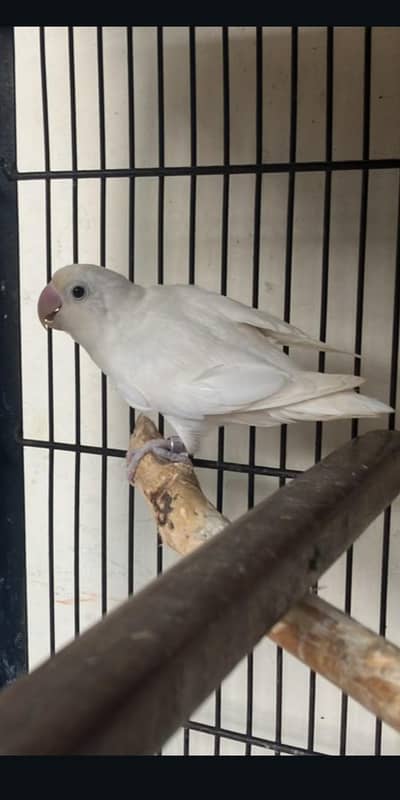 Albino Black eye female