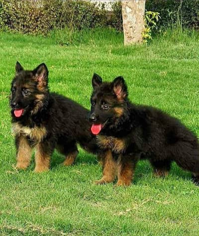 German shepherd puppies for sale non pedigree