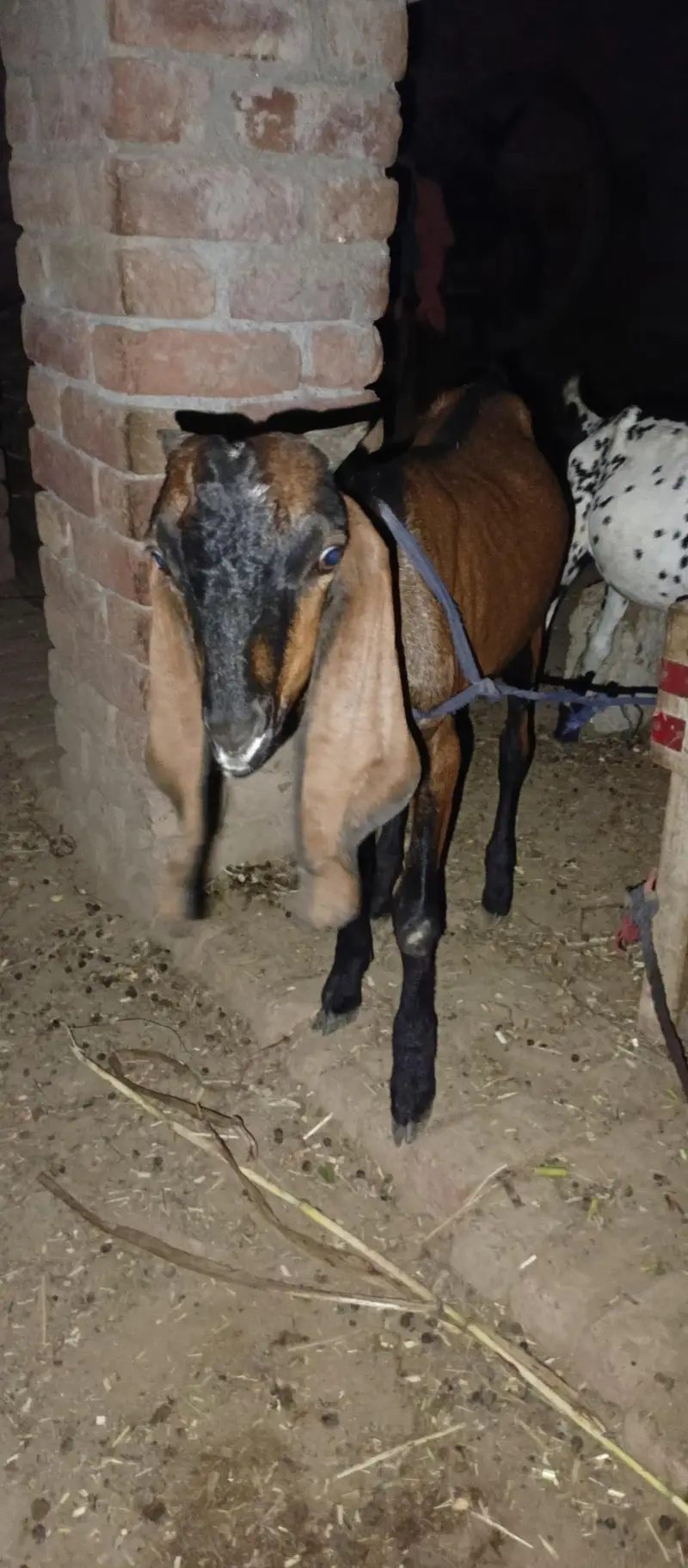 Nagra bakra — photo 12
