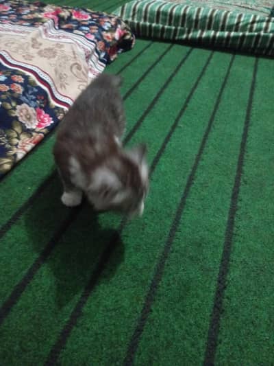 Persian cat
