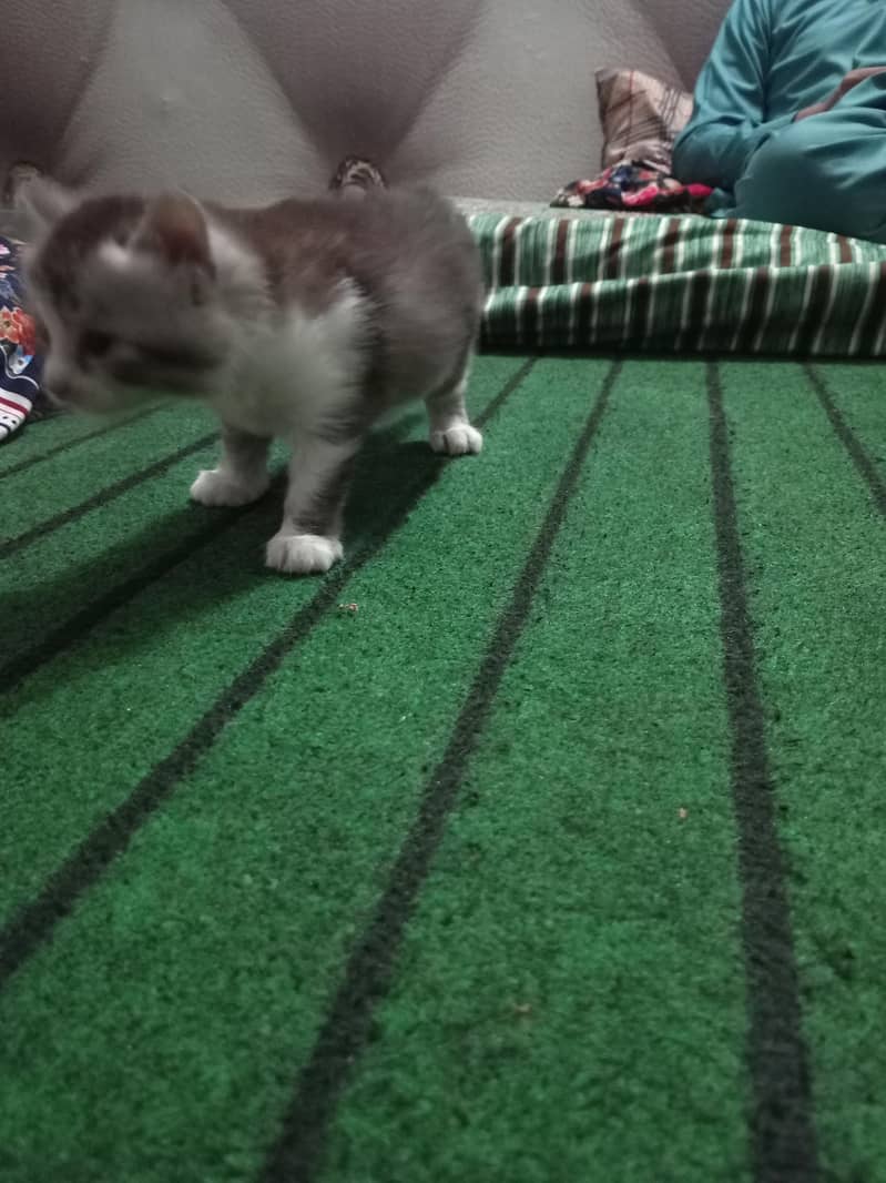 Persian cat 1