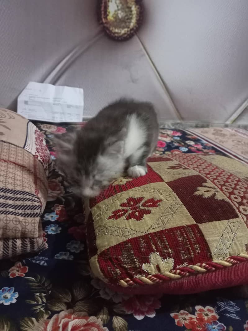 Persian cat 2