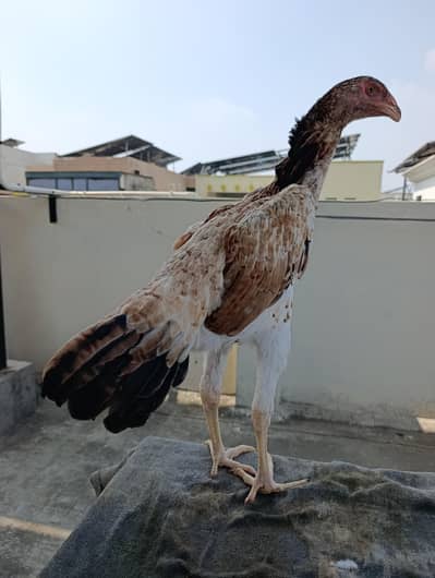 shamo hens