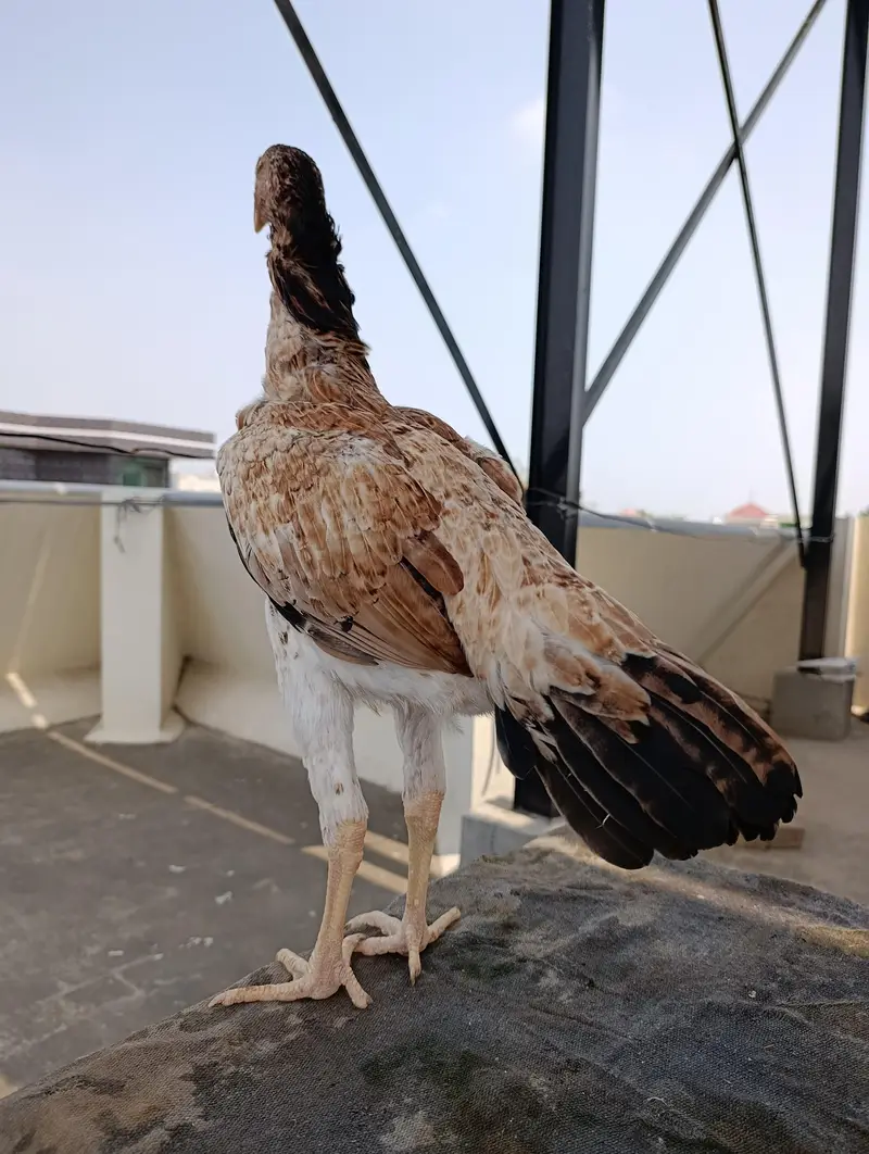 shamo hens — photo 2