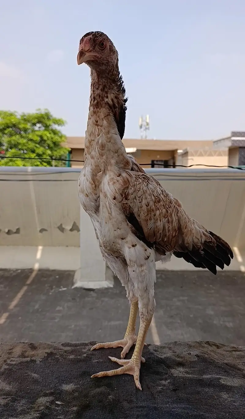 shamo hens — photo 3