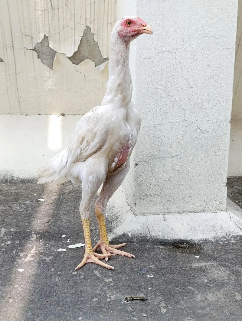 shamo hens — photo 4