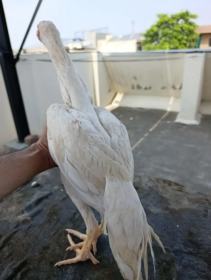 shamo hens — photo 5