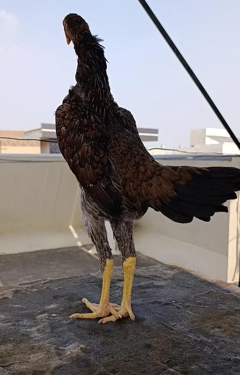 shamo hens — photo 6
