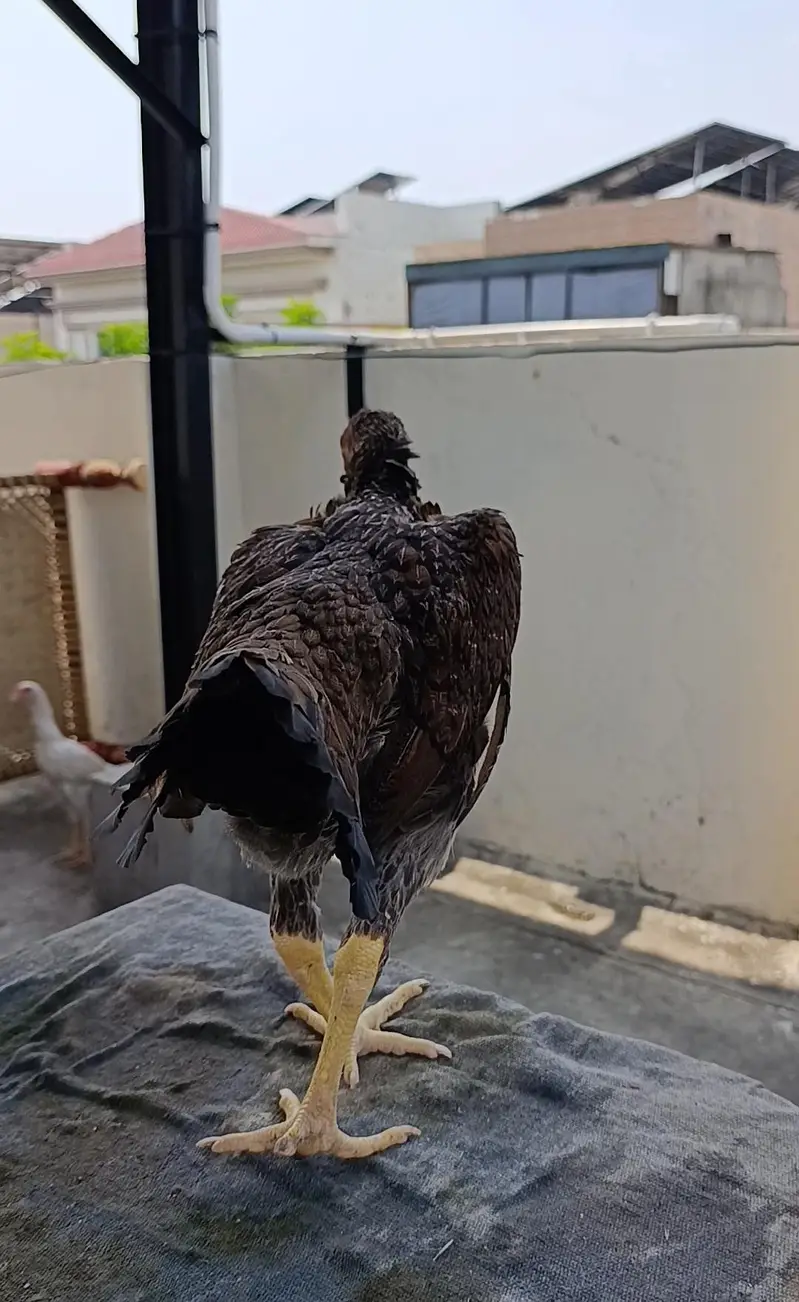 shamo hens — photo 7