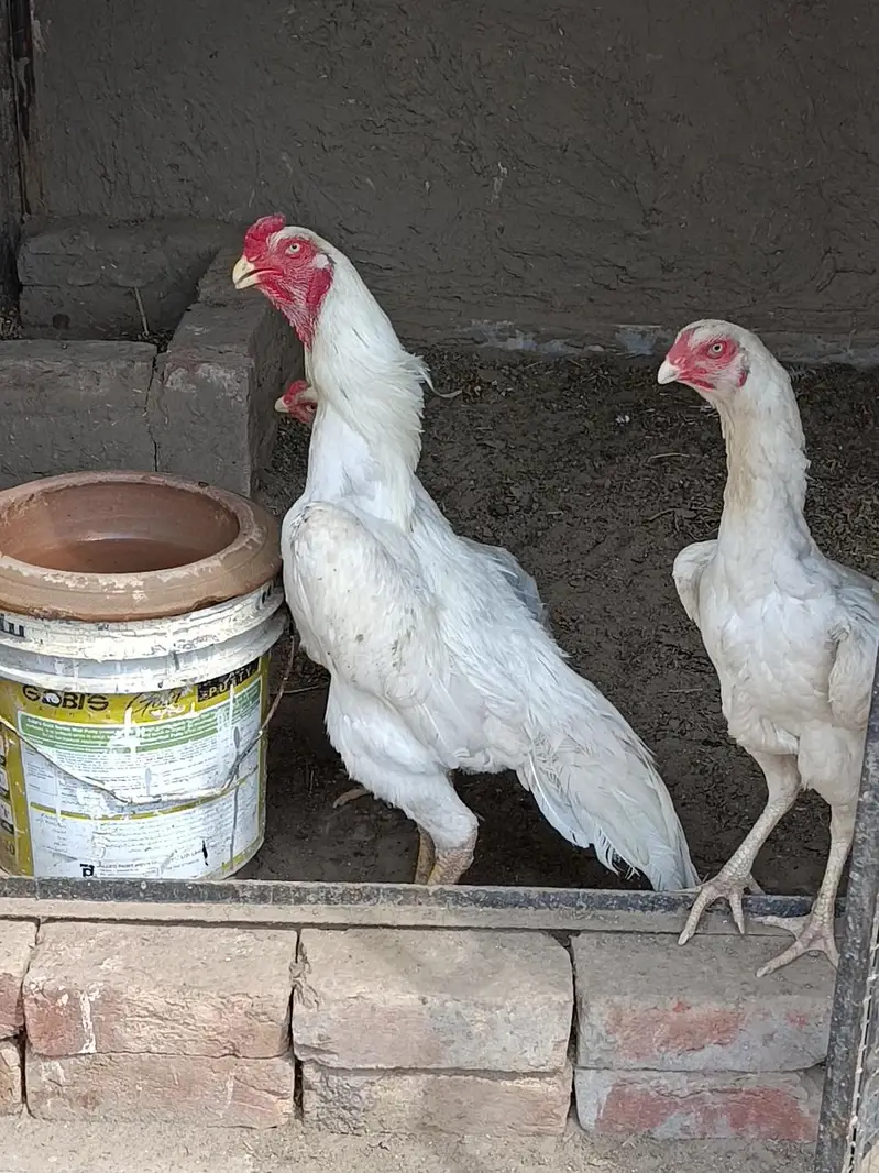 shamo hens — photo 10