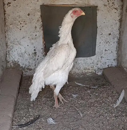 shamo hens — photo 11