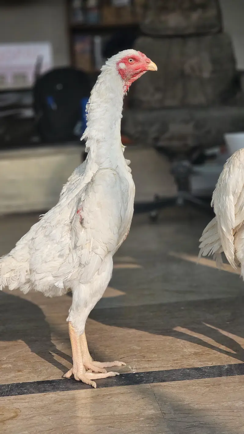 shamo hens — photo 12