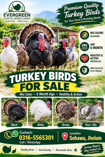 Turkey Breeder Set 2 females and 1 Male