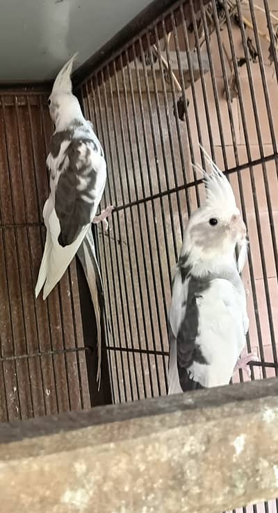 Eno Pied Cocatiel & love bird