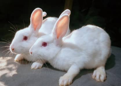 Breeder Rabbit for Sale