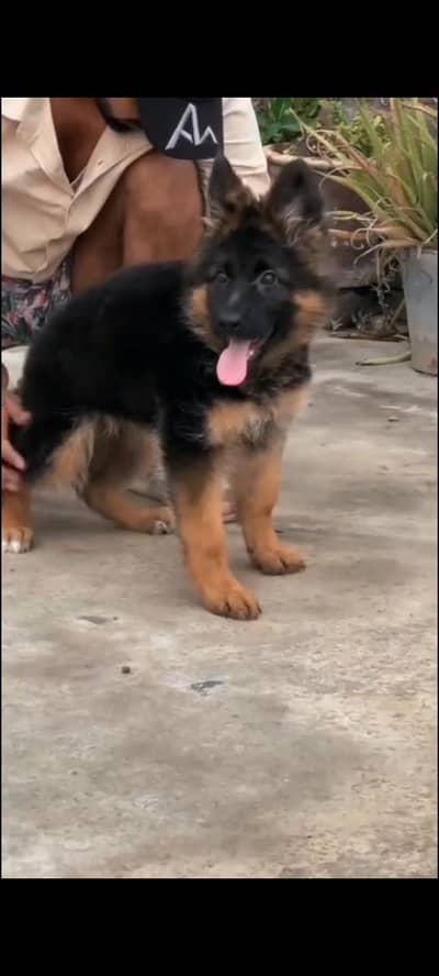Imported  // German/ Shepherd/ Puppies 03423532758 WhatsApp