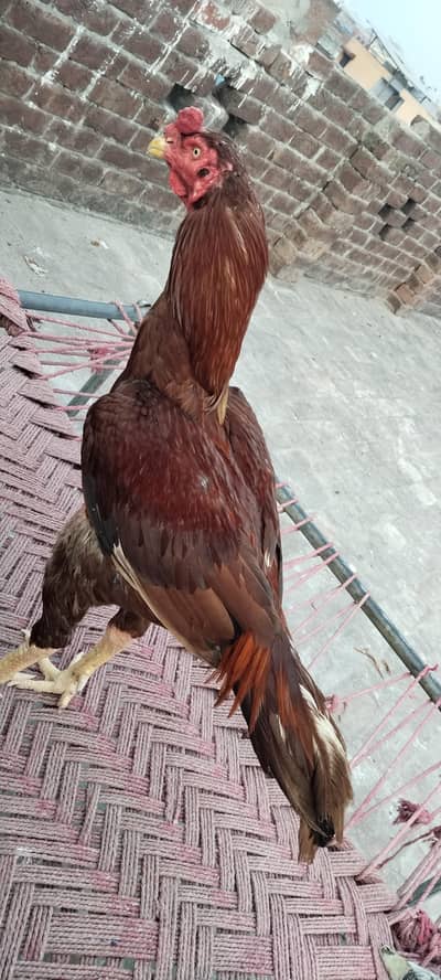 kamalia murga agent sale