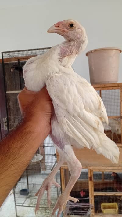 Aseel Male Available | Aseel Shamo | Long Height Aseel
