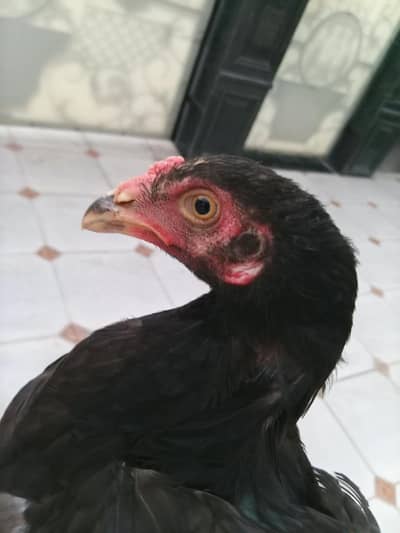 black Thai croos patha
