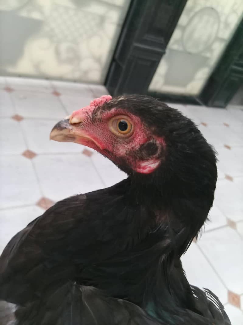 black Thai croos patha 0