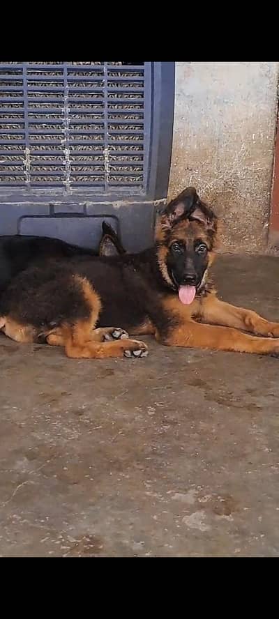 German shepherd long coat