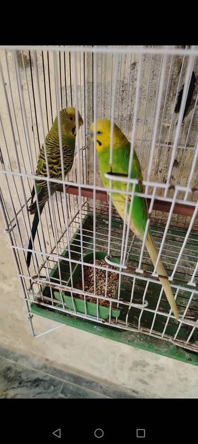 King size male bajri female