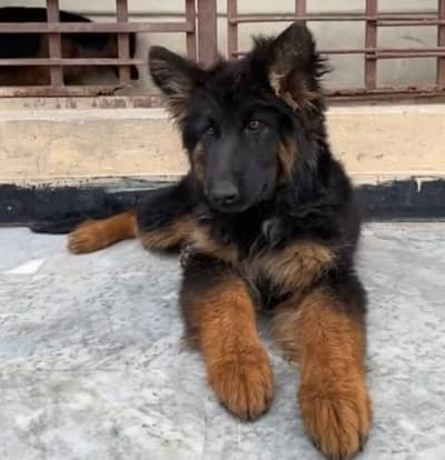 Imported  // German/ Shepherd/ Puppies 03423532758 WhatsApp