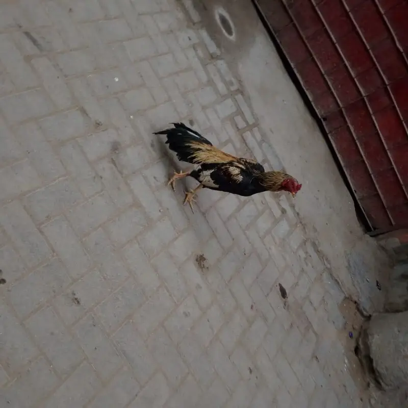 mash Allah — photo 3