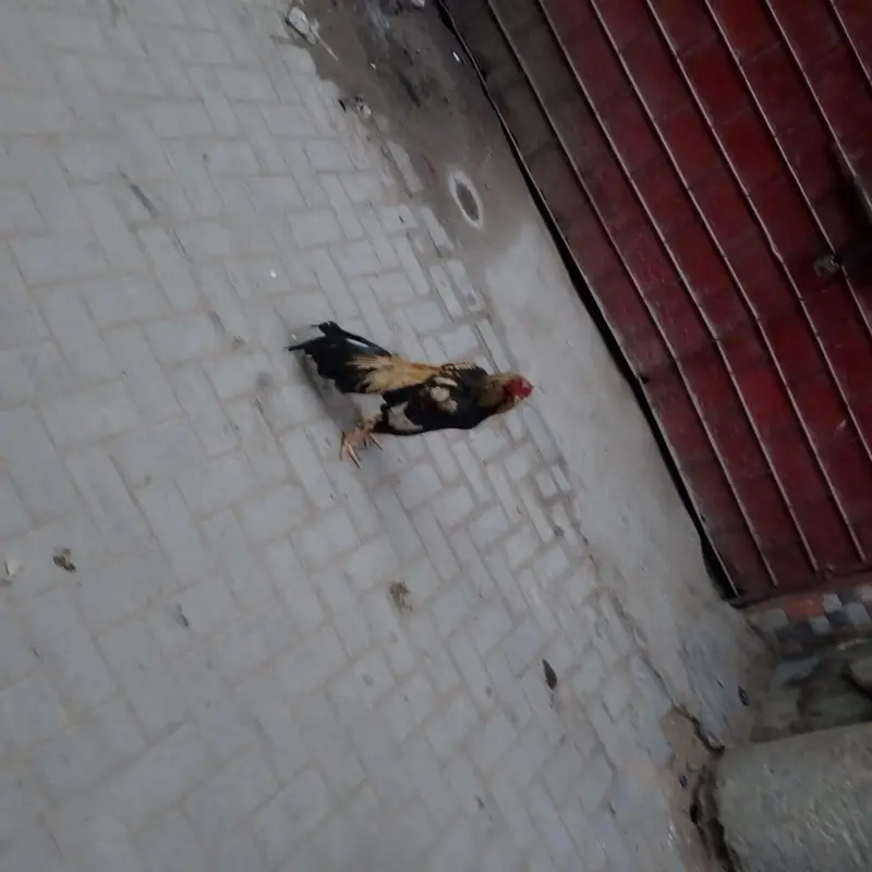 mash Allah — photo 6