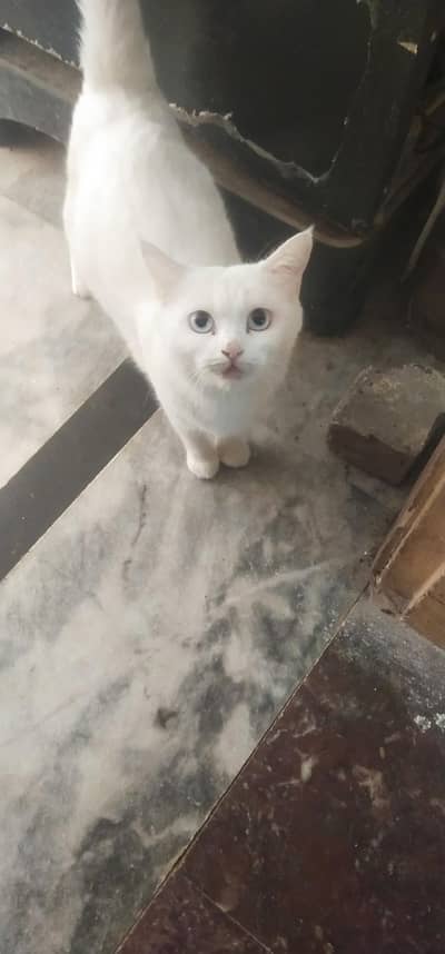 persian cat with 3 kids