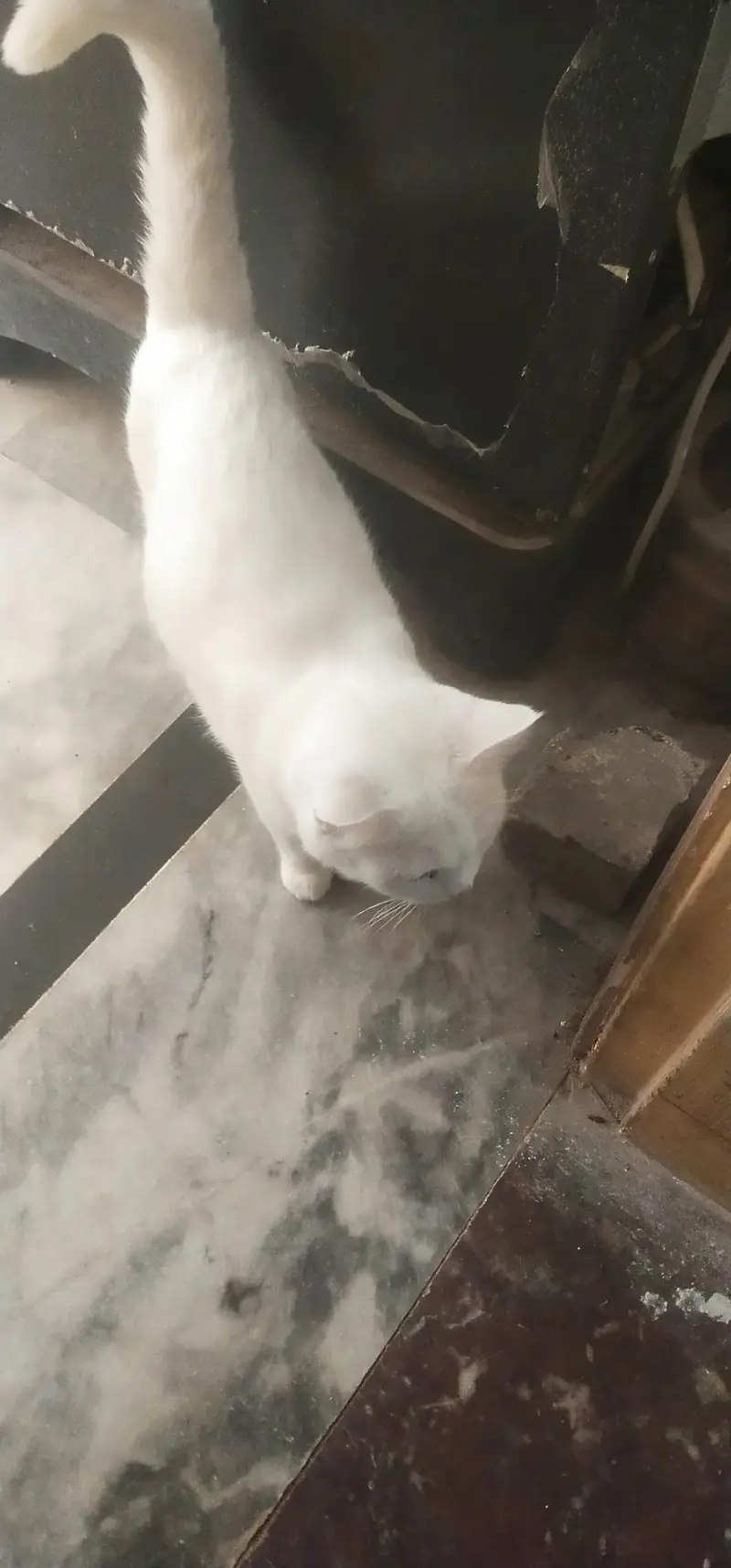 persian cat with 3 kids — photo 2