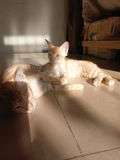 Stray cats for adoption