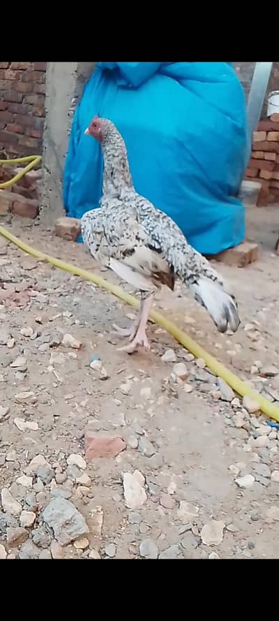 masallah high quality tettra Patta for sale