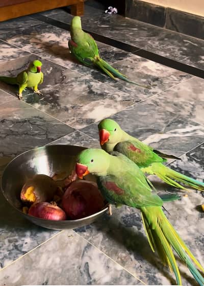Raw parrot one pair and one single male for sale